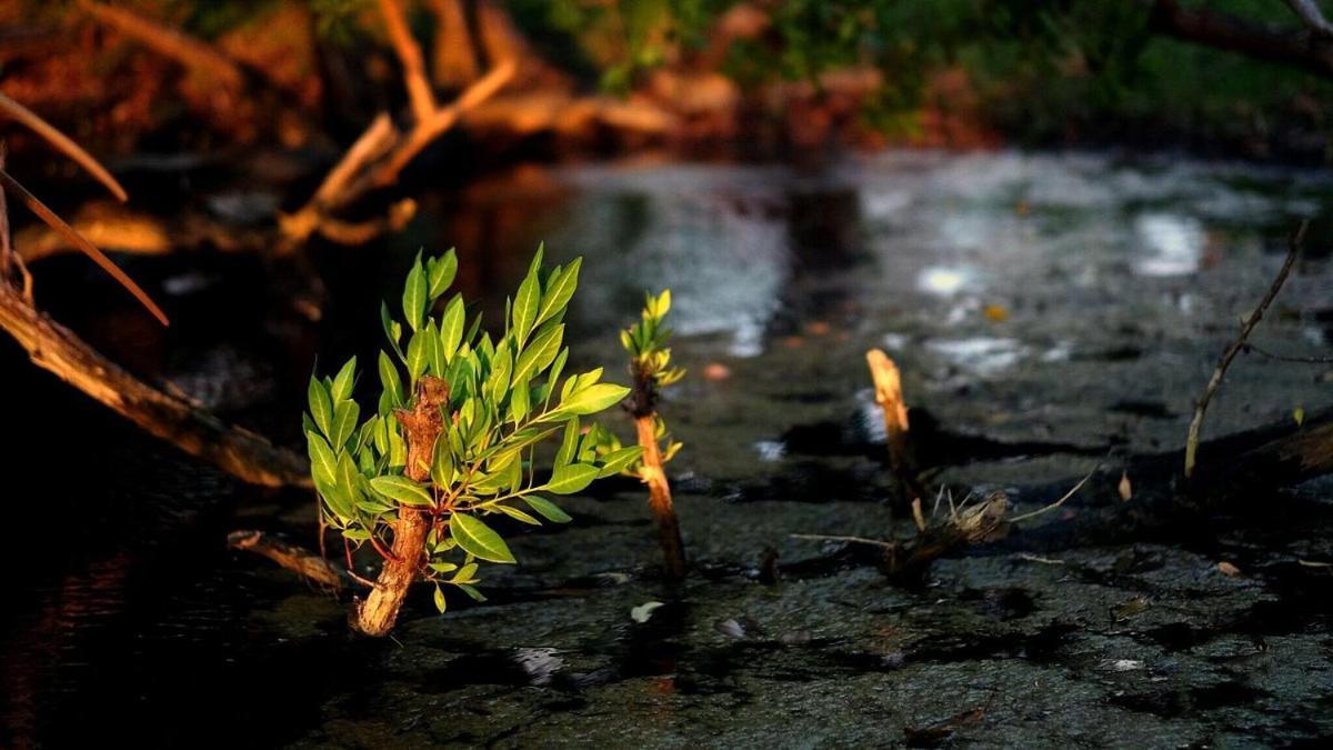 Abaetetuba Pousada São Miguel dos Milagres Eksteriør bilde